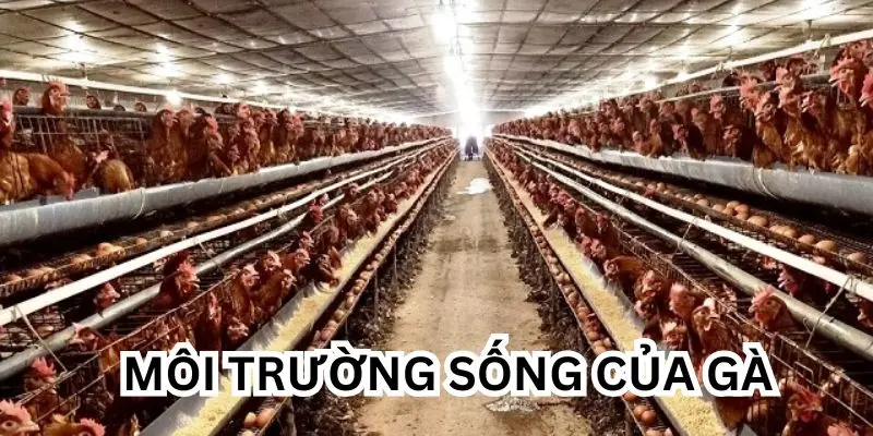 Môi trường sống của gà